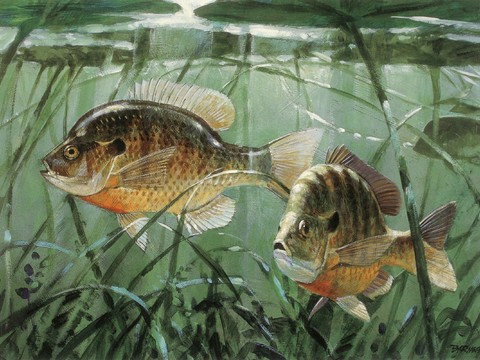 fish decorative painting