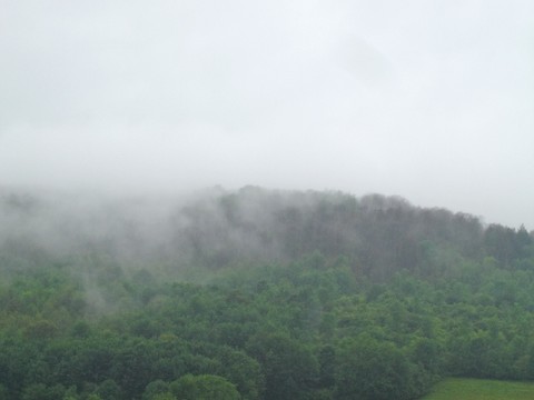 Daytime outdoor forest