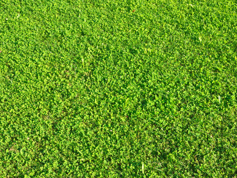 Lawn Grass