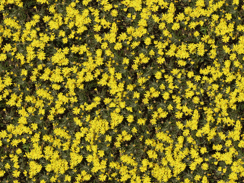 Yellow shrub flowering vegetation