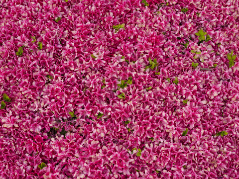 Floral vegetation