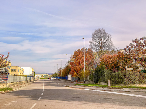 Autumn trees street pavement scenery