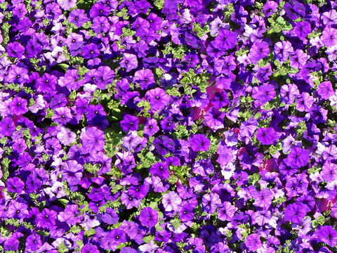 Purple floral vegetation cover turf ground