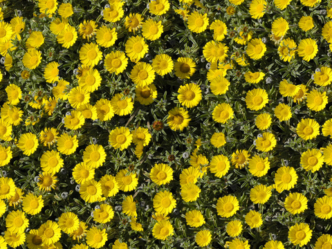 Yellow Sunflower Shrub Floral Vegetation