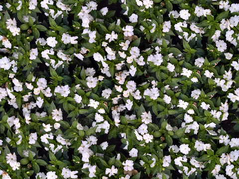 white shrub flowers vegetation grassland