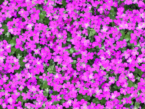 red flowers flowers green plants lawn grass turf ground