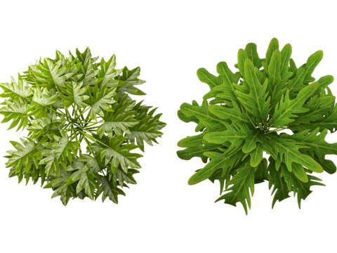 PNG color-free flat small fresh plants