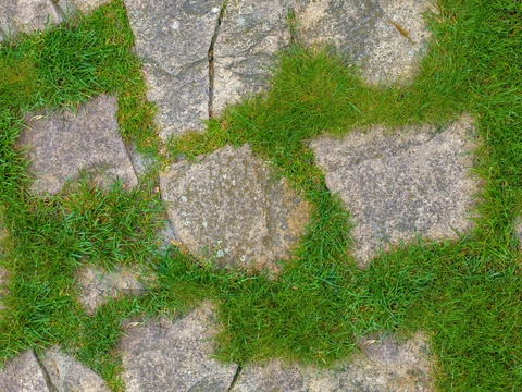 Grass planting in natural stone gap