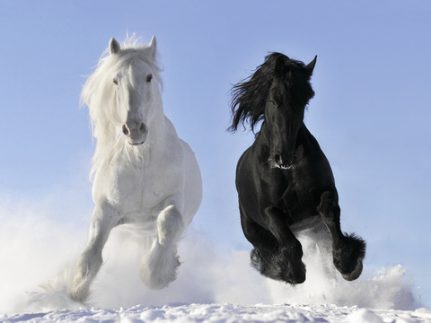 Horse Colts White Horse Black Horse