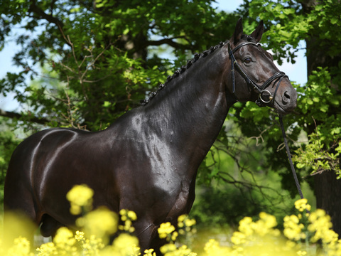 Horse Colts White Horse Black Horse