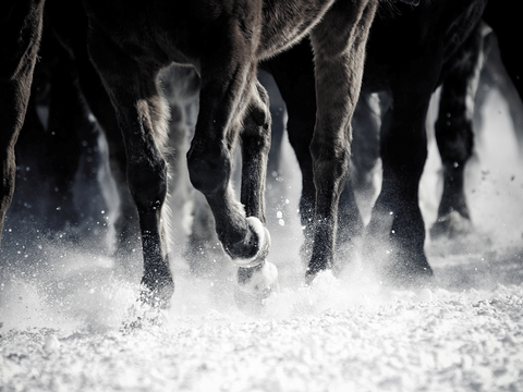 Horse Colts White Horse Black Horse