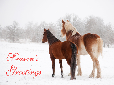 Horse Colts White Horse Black Horse