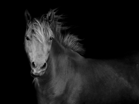 Horse Colts White Horse Black Horse