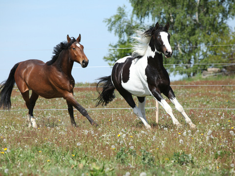 Horse Colts White Horse Black Horse