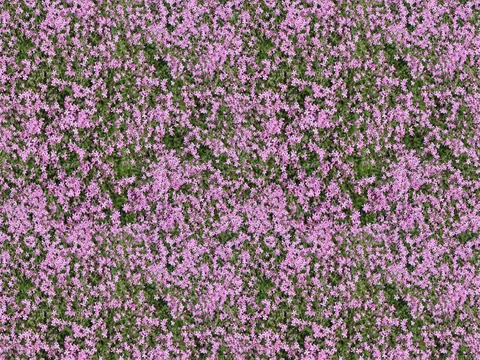 Seamless small pink vegetation