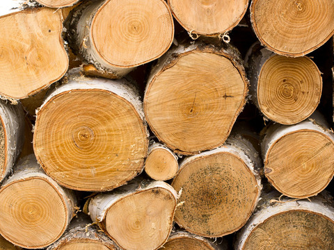 Tree ring timber pile timber section trunk texture