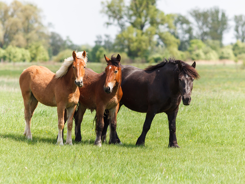 Horse Colts White Horse Black Horse