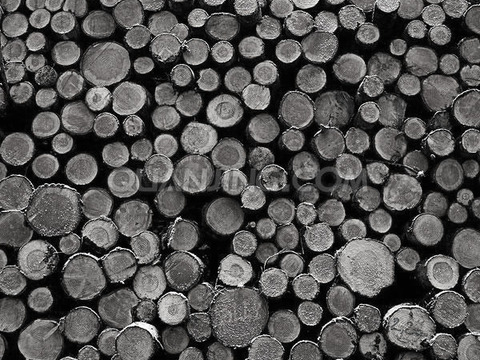 Tree ring timber pile timber section trunk texture