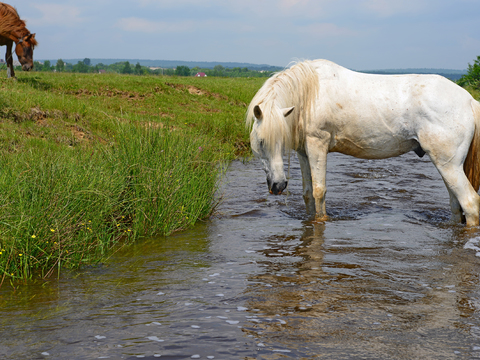 Horse Colts White Horse Black Horse