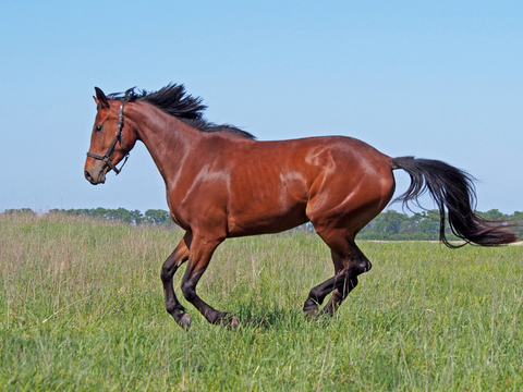 Horse Colts White Horse Black Horse