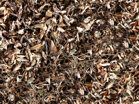 Seamless yellow dead branches and deciduous leaves turf grass lawn road ground