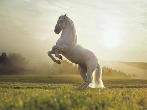 Horse Colts White Horse Black Horse