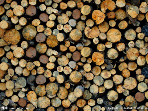 Tree ring timber pile timber section trunk texture