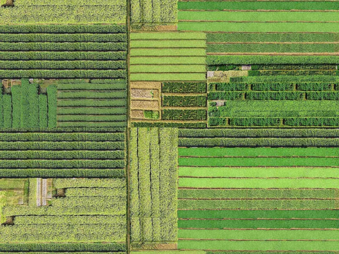 Aerial photography of farmland and vegetable fields