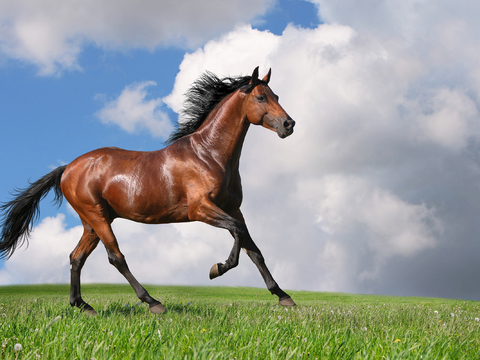 Horse Colts White Horse Black Horse