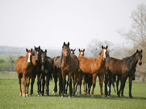 Horse Colts White Horse Black Horse