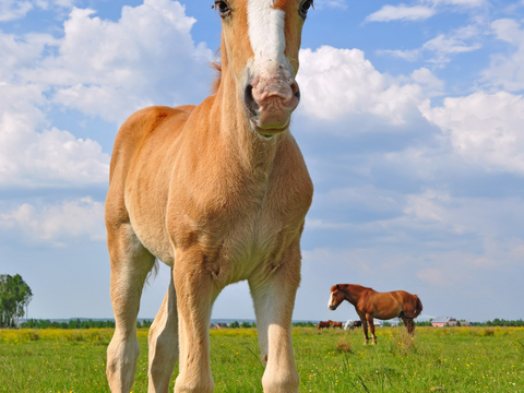 Horse Colts White Horse Black Horse