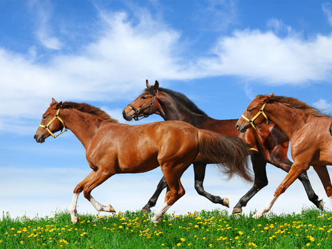 Horse Colts White Horse Black Horse