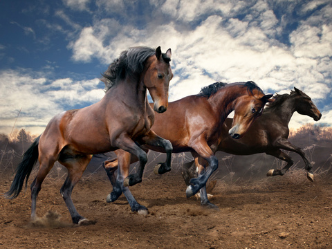 Horse Colts White Horse Black Horse