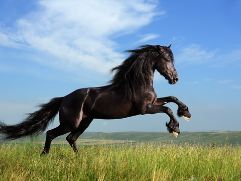 Horse Colts White Horse Black Horse