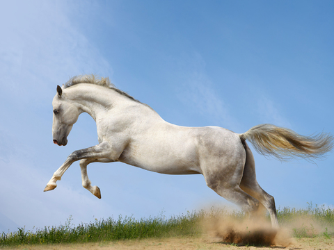 Horse Colts White Horse Black Horse