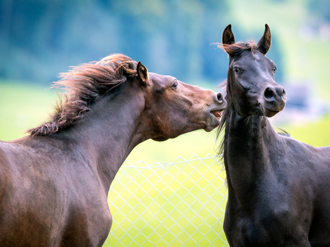 Horse Colts White Horse Black Horse