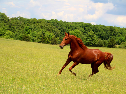 Horse Colts White Horse Black Horse