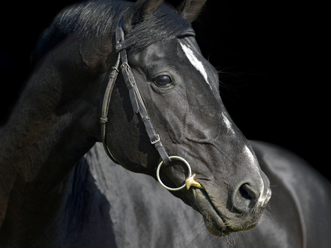 Horse Colts White Horse Black Horse