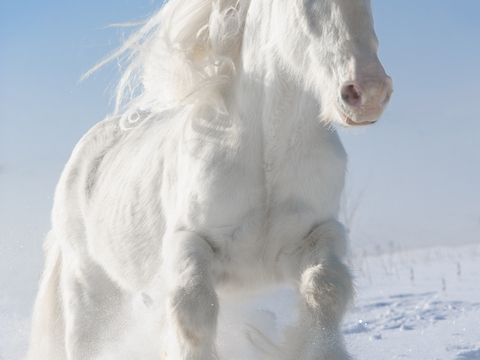 Horse Colts White Horse Black Horse