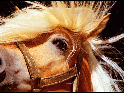 Horse Colts White Horse Black Horse