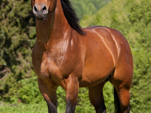 Horse Colts White Horse Black Horse