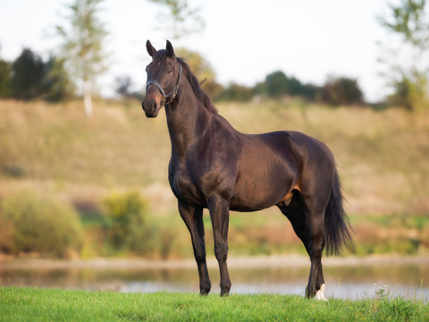 Horse Colts White Horse Black Horse