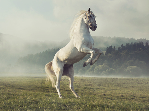 Horse Colts White Horse Black Horse