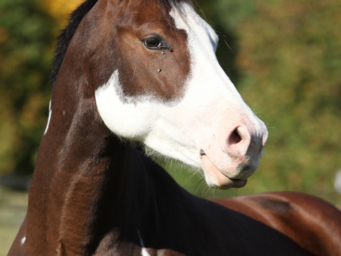 Horse Colts White Horse Black Horse