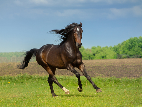 Horse Colts White Horse Black Horse