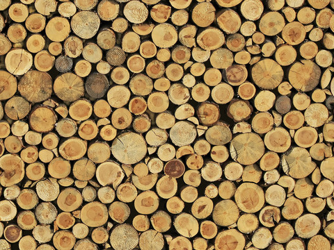 Seamless tree ring timber pile timber section trunk texture