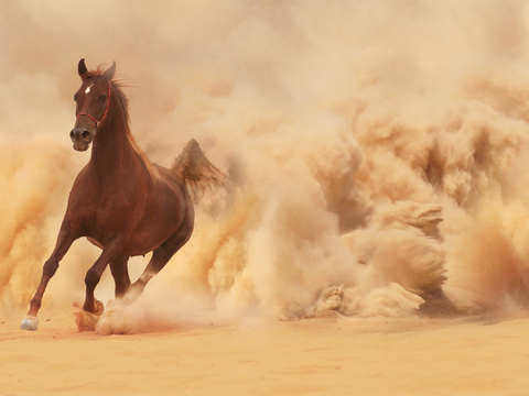 Horse Colts White Horse Black Horse