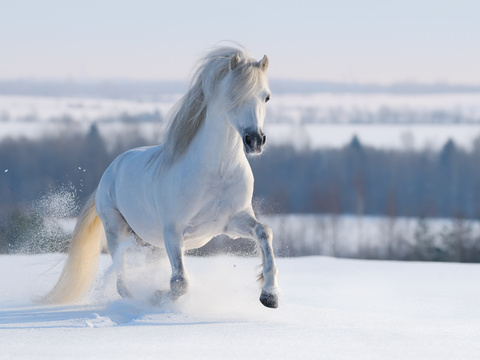 Horse Colts White Horse Black Horse