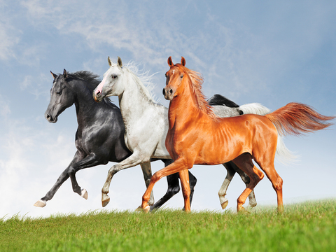 Horse Colts White Horse Black Horse