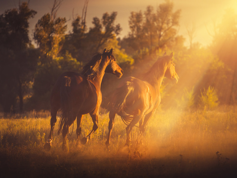 Horse Colts White Horse Black Horse